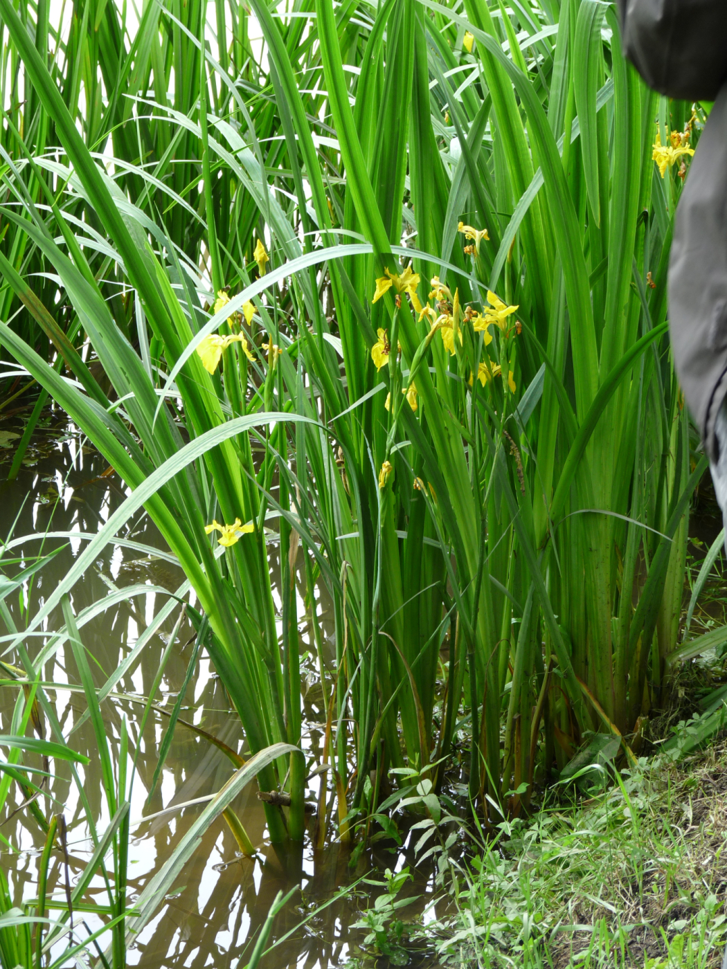 L'iris le 31 05 2024 Les plantes vagabondes, émission radio G Le Planty Ecuillé L'iris le 31 05 2024