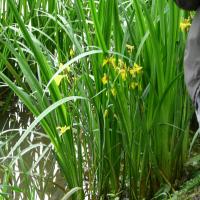 Les plantes vagabondes, émission radio G Le Planty Ecuillé L'iris le 31 05 2024