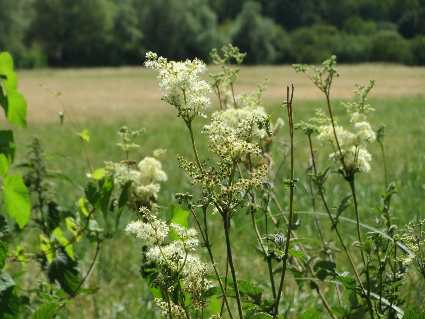 La reine des prés 13 06 2025 Les plantes vagabondes, émission radio G Le Planty Ecuillé La reine des prés 13 06 2025