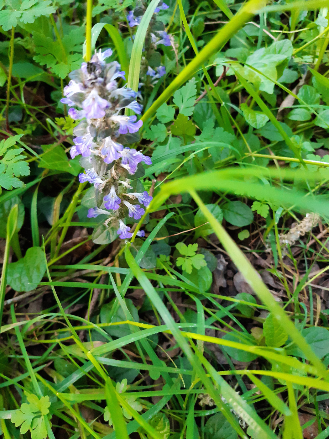 L'orchidée le 03 05 2024 Les plantes vagabondes, émission radio G Le Planty Ecuillé L'orchidée le 03 05 2024