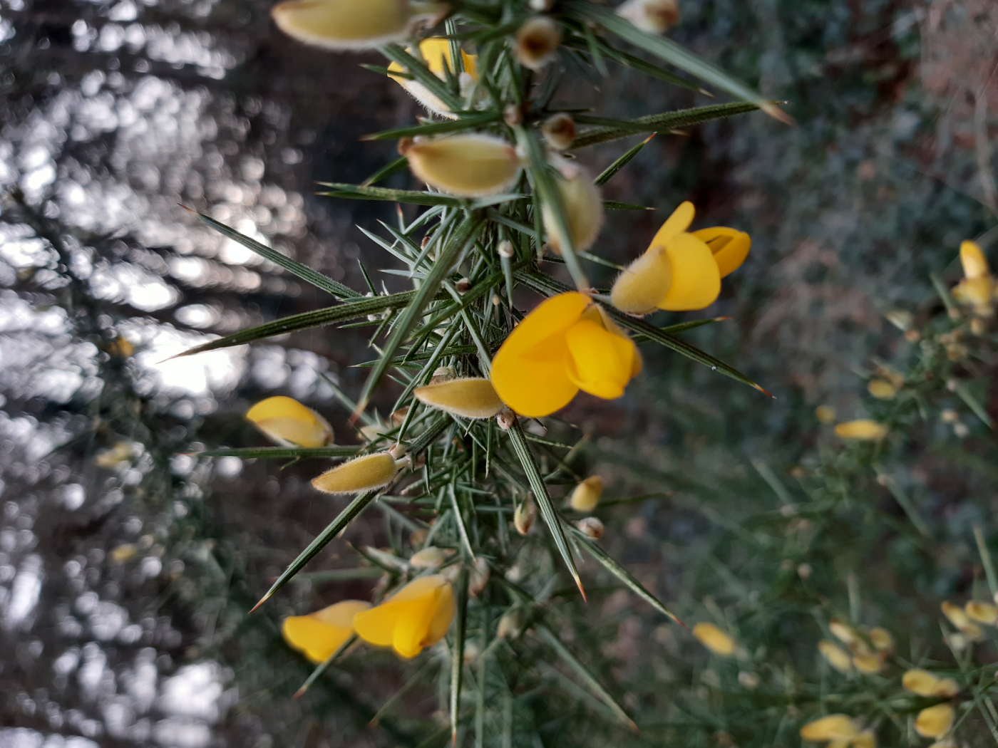 L'ajonc le 21 03 2025 Les plantes vagabondes, émission radio G Le Planty Ecuillé L'ajonc le 21 03 2025