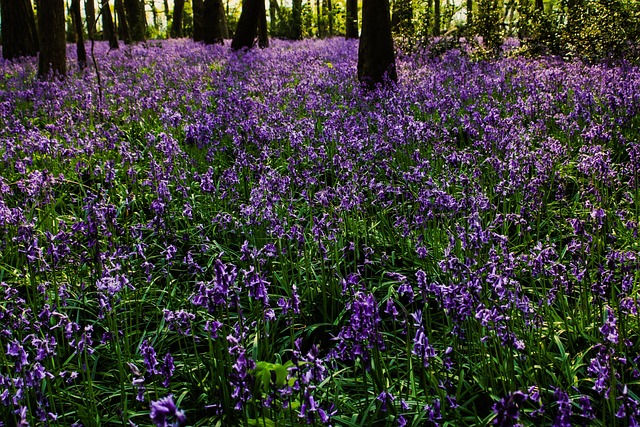 la jacinte des bois le 21 02 2025 et le 07 03 2025 Les plantes vagabondes, émission radio G Le Planty Ecuillé la jacinte des bois le 21 02 2025 et le 07 03 2025