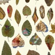 Le magazine des actualités locales et culturelles L'oreille curieuse 30/09/20 - "Wild Leaves" de Justin Palermo