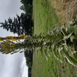 Les plantes vagabondes, émission radio G Le Planty Ecuillé La molène le 22 09 2023