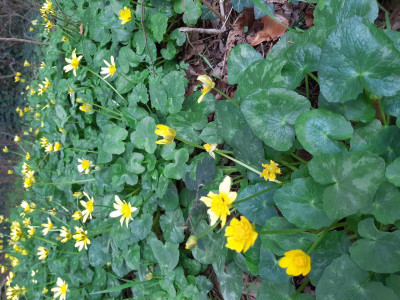 Les plantes vagabondes, émission radio G Le Planty Ecuillé la ficaire le 20 03 2026
