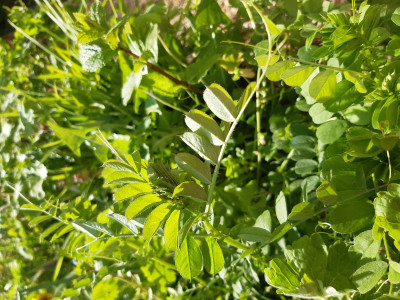 Les lentilles01 05 2026