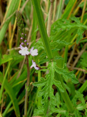 Les plantes vagabondes, émission radio G Le Planty Ecuillé La verveine le 19 09 2025
