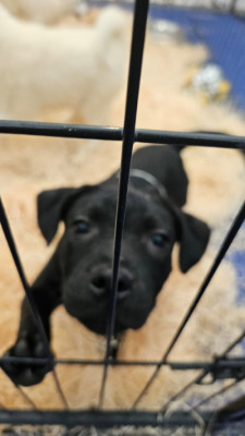 Topette! + Topette! + Futur Asso