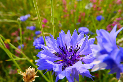 Le bleuet26 06 2026