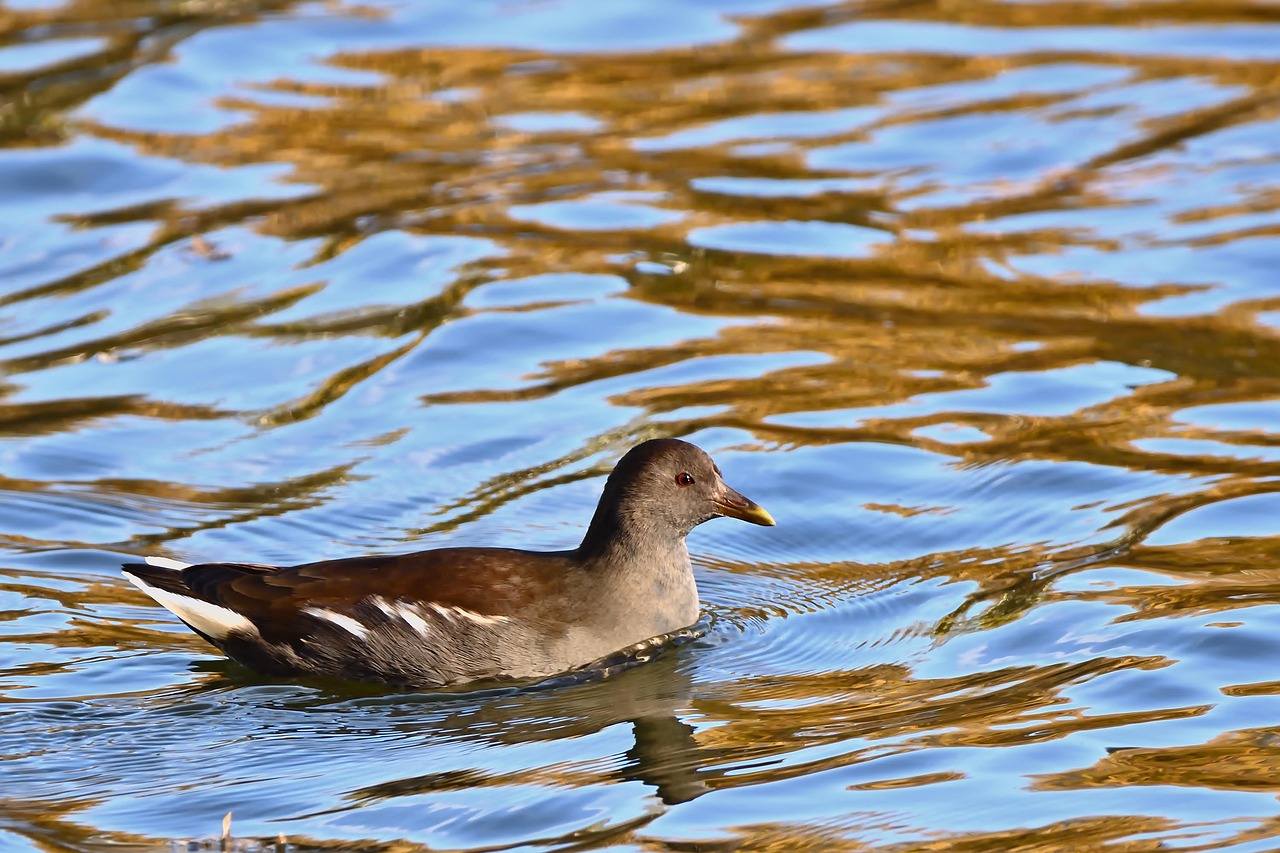 Topette! du 23 04 2025 Topette! Topette! du 23 04 2025