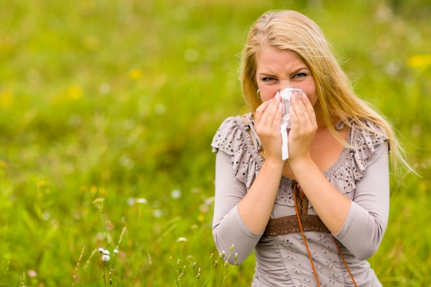 L'actu perchée - L'allergie au pollen L'actu perchée de Loizeau L'actu perchée - L'allergie au pollen